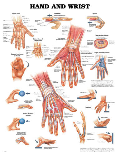 Hand & Wrist Chart – Educational Anatomy Reference