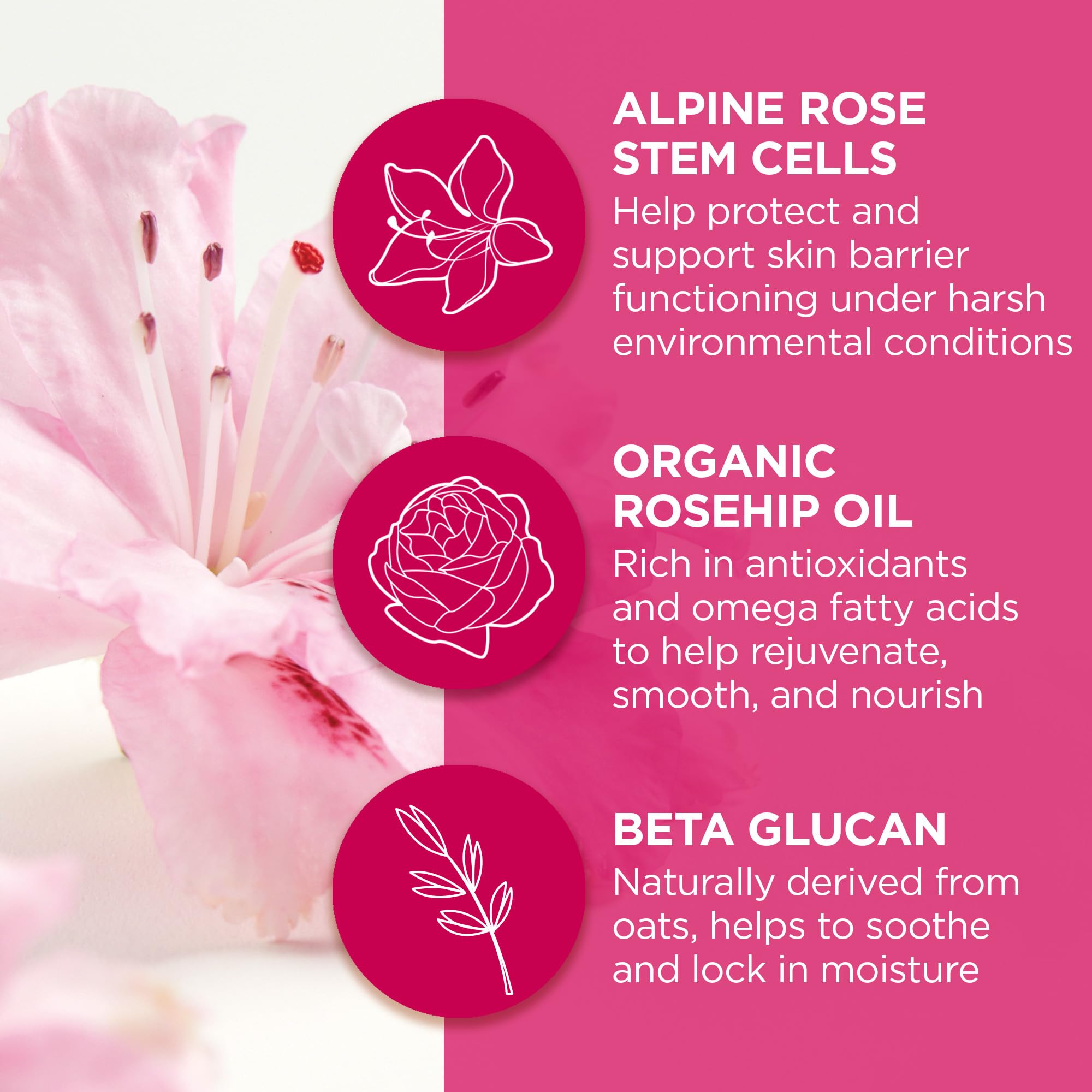 Andalou Naturals - 1000 ROSES LIP SLEEPING MASK (11.9g 6)
