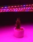 Skin Help Zone Non-waterproof  LED Strip Light  Power Adapter for Grow Plant Garden