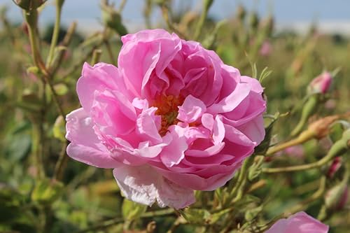 Akita - All Natural Rose Water, Anti-Aging, 100ml