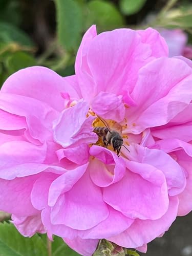 Akita - All Natural Rose Water with Lavender, 100ml