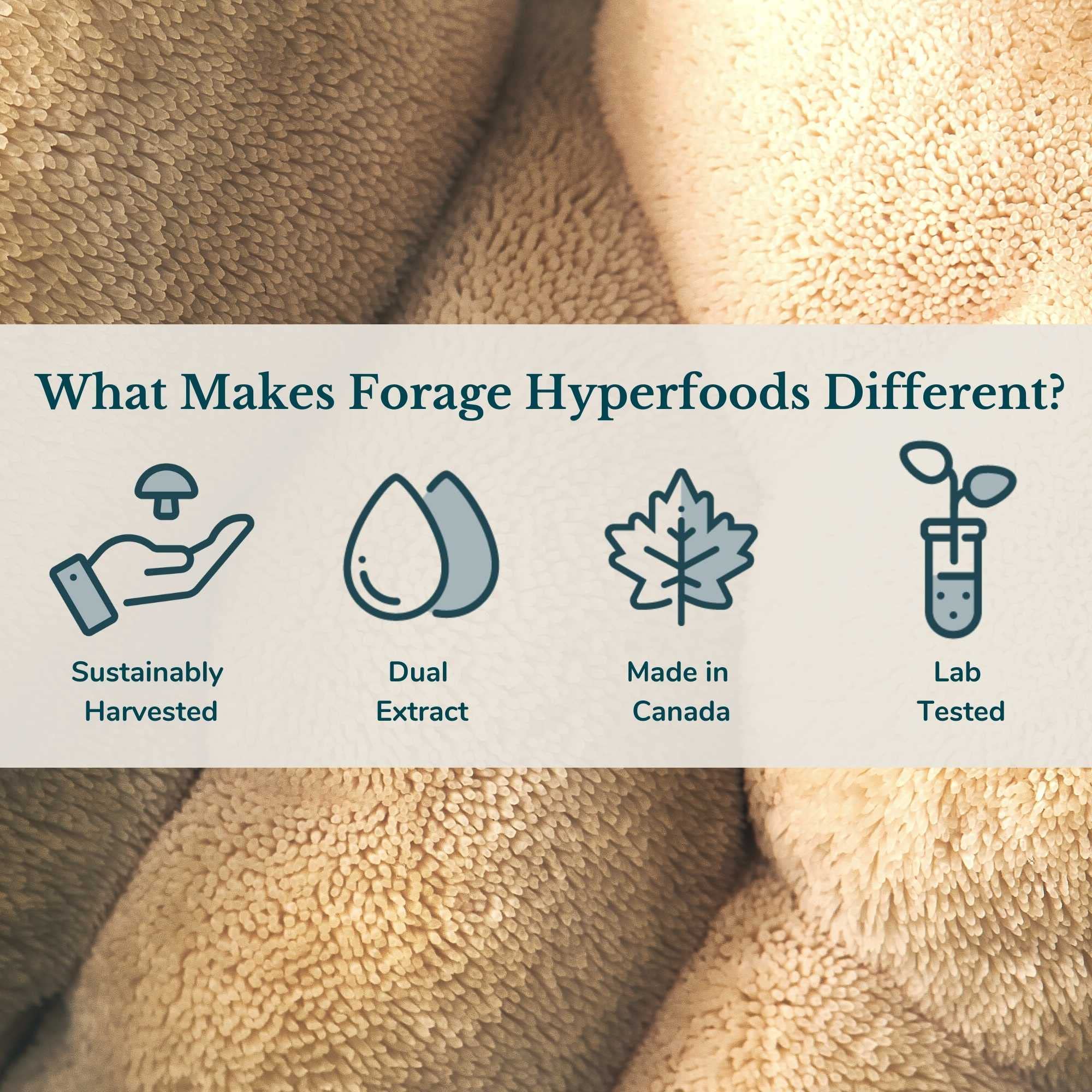 Forage Hyperfoods - Reishi Tincture - Original (118ml 24)