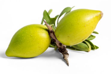 Argan Oil USDA Organic Carrier Oil – 100% Pure & Natural, Hair, Face & Skin