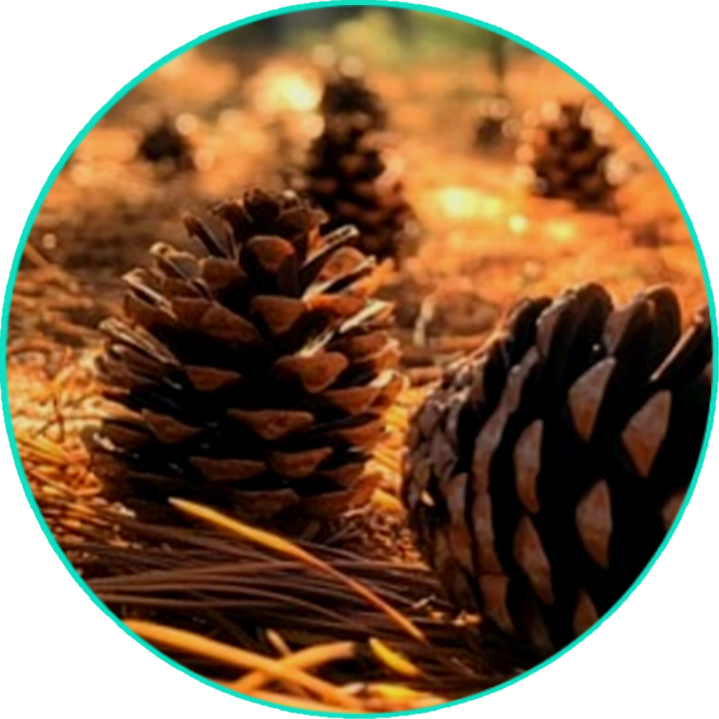 All Natural Healing Skin Butter