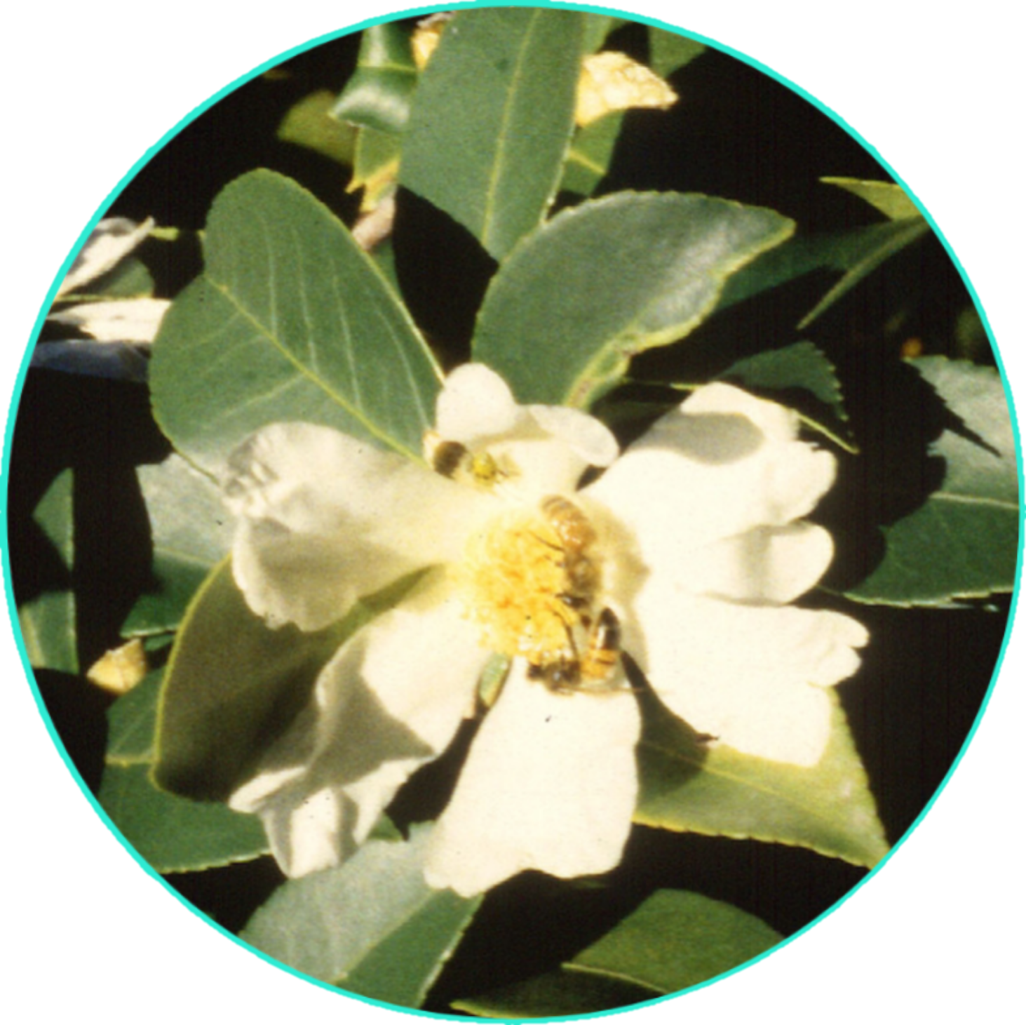 Jamaican Naturals Camellia Tropical Breeze Face & Body Butter