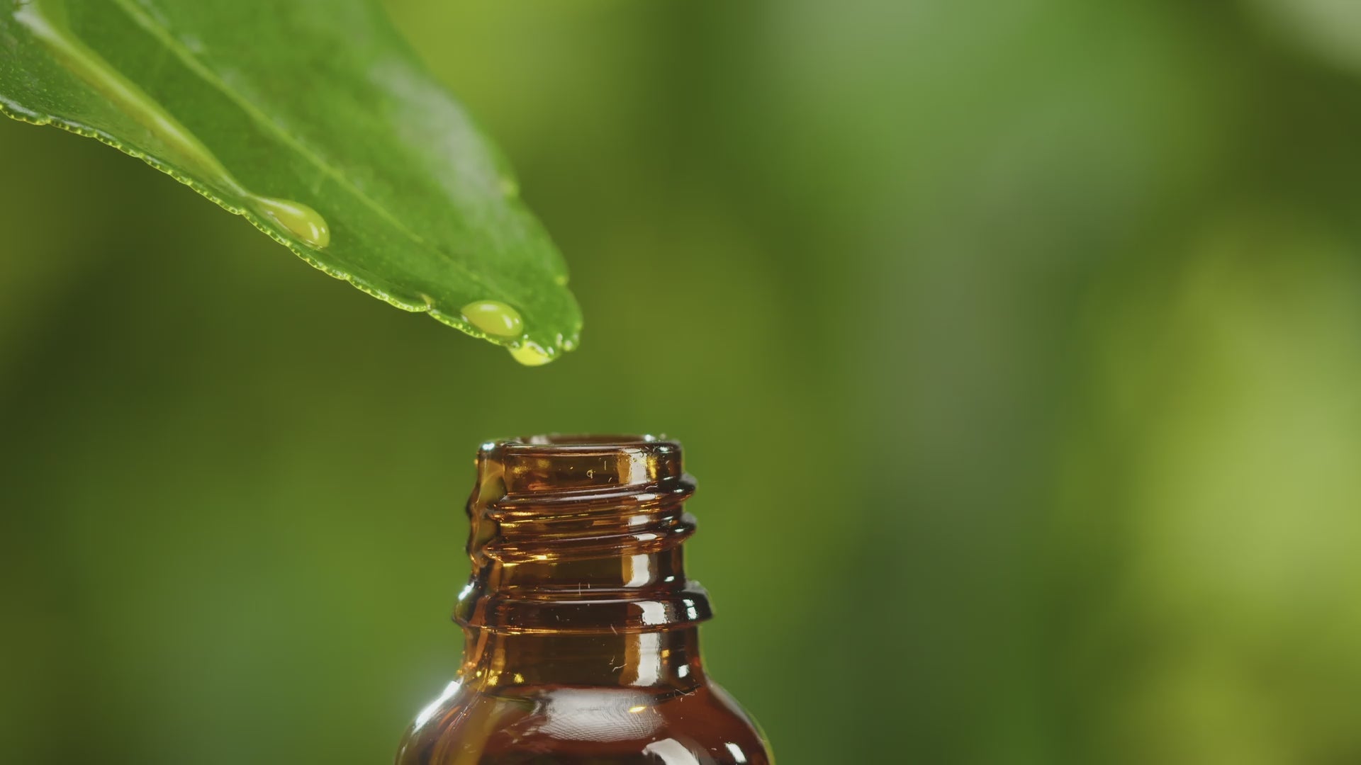 Plant Therapy – AM Hydra Boost + Defense Serum | Daily Skin Shield