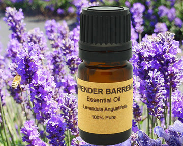 Lavender Barremi Essential Oil from France Region of 100% Pure